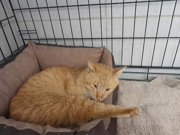 Znaleziono kota, Sosnowiec, 13 marca 2025