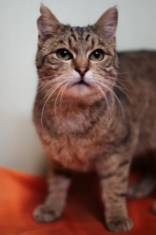 Znaleziono kota, Sosnowiec, 16 marca 2025 (1/5)