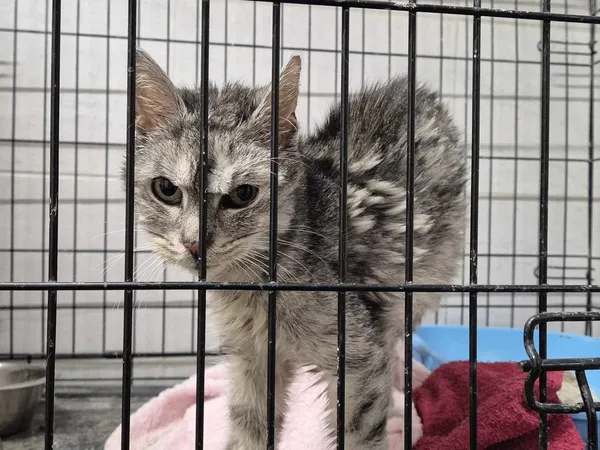 Znaleziono kota, Sosnowiec, 14 marca 2025