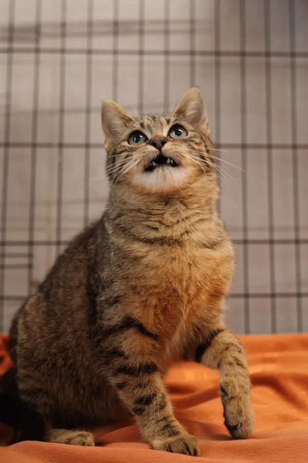 Znaleziono kota, Sosnowiec, 11 marca 2025 (1/5)