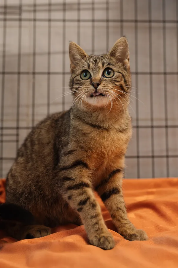 Znaleziono kota, Sosnowiec, 11 marca 2025 (2/5)