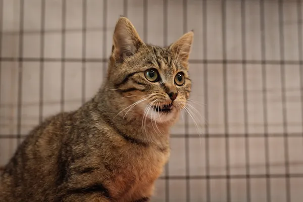 Znaleziono kota, Sosnowiec, 11 marca 2025 (3/5)