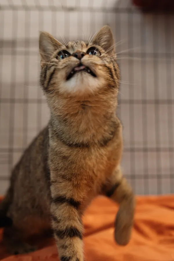 Znaleziono kota, Sosnowiec, 11 marca 2025 (4/5)