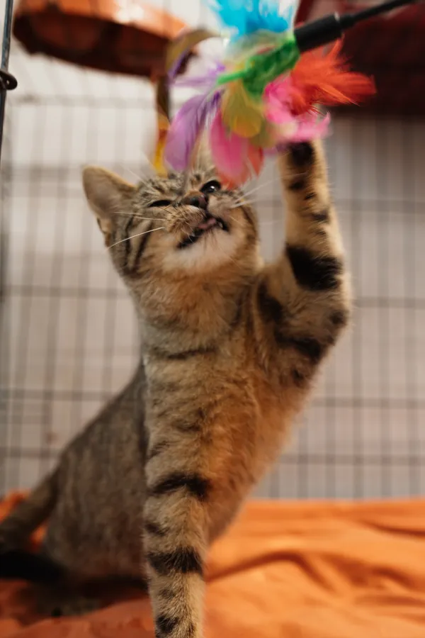 Znaleziono kota, Sosnowiec, 11 marca 2025 (5/5)