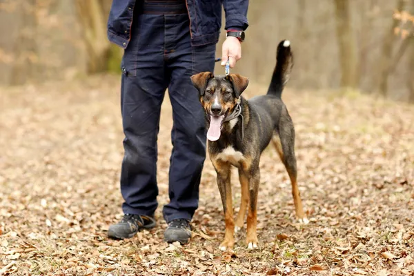 Pies do adopcji, Elbląg, 8 stycznia 2025 (2/5)