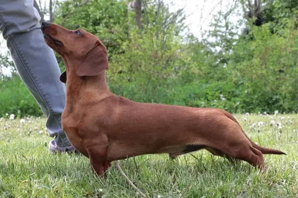 Zaginął pies, Mnichowo, 17 marca 2025 (2/2)