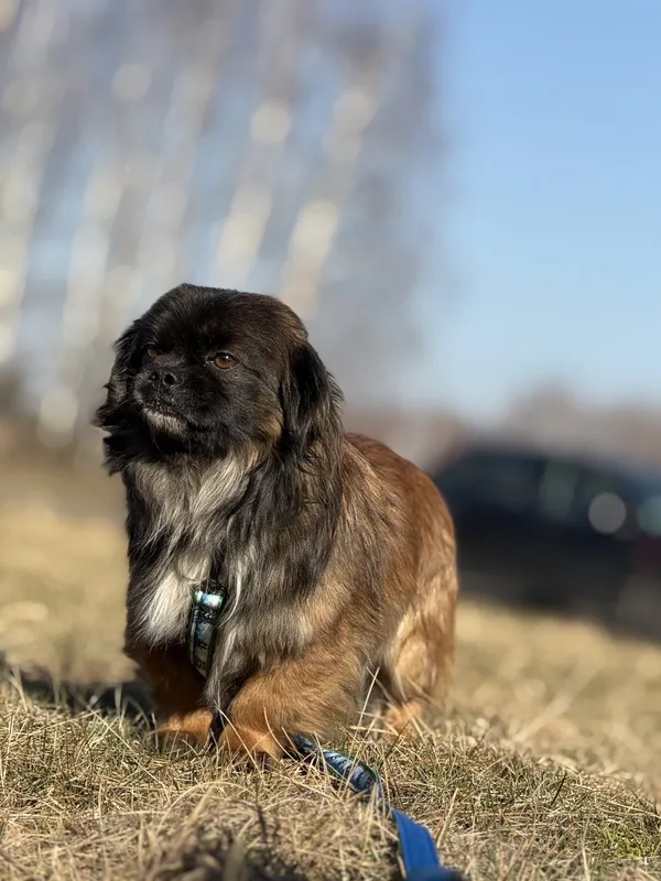 Pies do adopcji, Pieczyska, 16 marca 2025 (5/5)