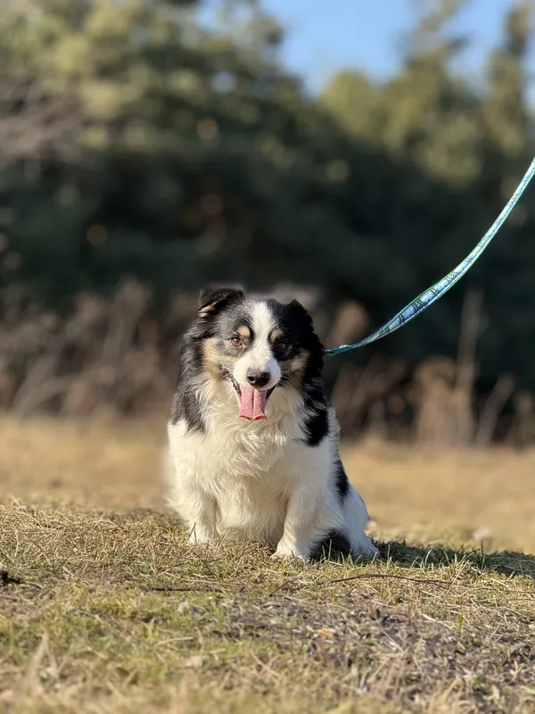 Pies do adopcji, Pieczyska, 16 marca 2025 (4/5)