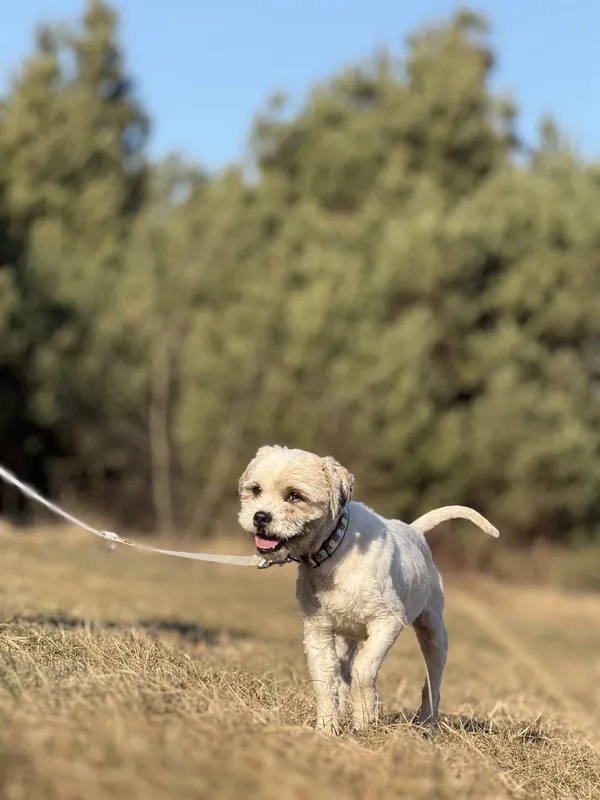 Pies do adopcji, Pieczyska, 16 marca 2025 (4/5)