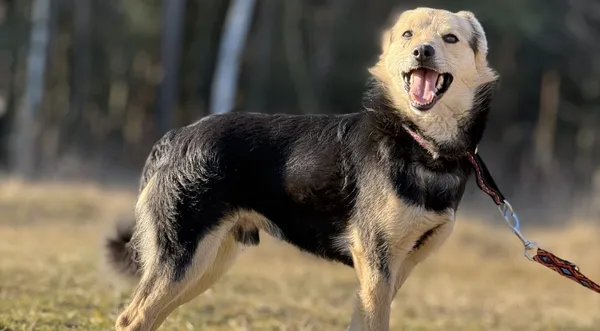 Pies do adopcji, Pieczyska, 16 marca 2025 (1/5)