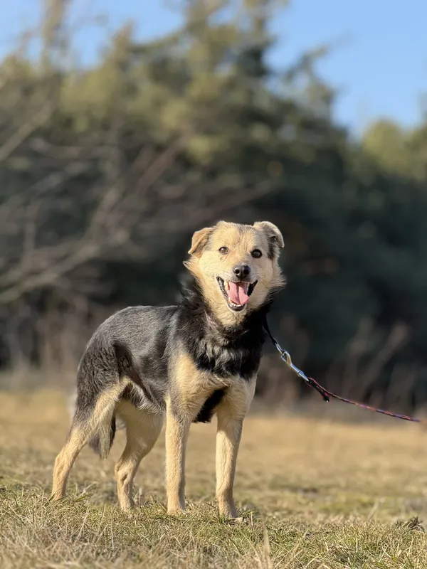 Pies do adopcji, Pieczyska, 16 marca 2025 (4/5)