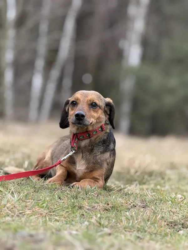 Pies do adopcji, Pieczyska, 16 marca 2025 (4/5)