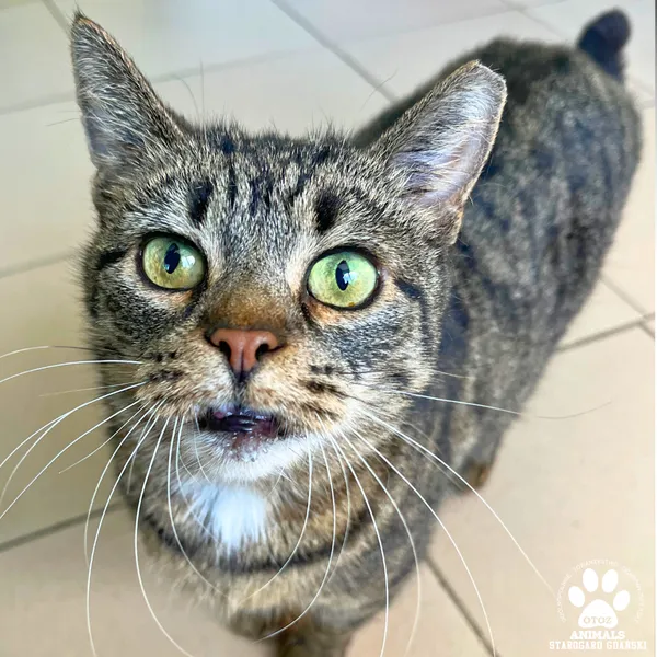 Kot do adopcji, Starogard Gdański, 17 marca 2025