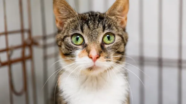 Kot do adopcji, Elbląg, 2 września 2024 (1/3)