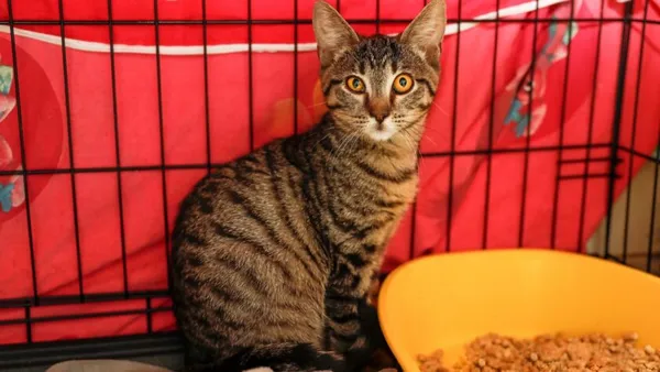 Kot do adopcji, Elbląg, 2 września 2024 (1/2)