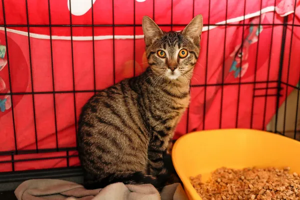 Kot do adopcji, Elbląg, 2 września 2024 (2/2)