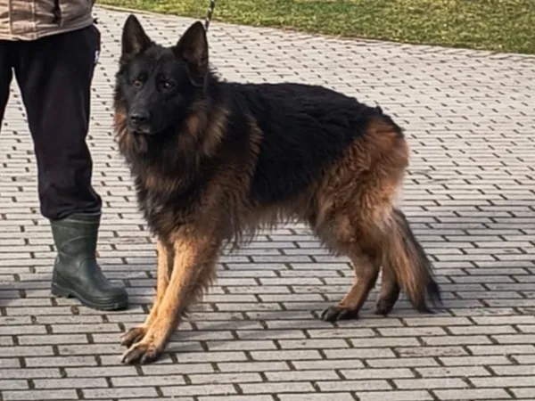 Znaleziono psa, Tatary, 14 marca 2025 (2/2)