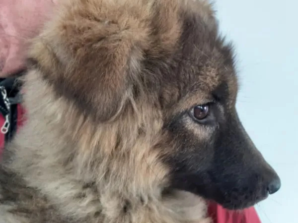 Znaleziono psa, Tatary, 11 marca 2025 (3/3)