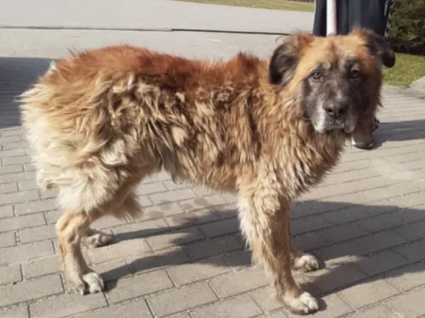 Znaleziono psa, Tatary, 11 marca 2025 (2/2)