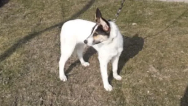 Znaleziono psa, Tatary, 11 marca 2025 (1/2)