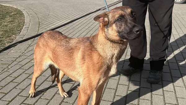 Znaleziono psa, Tatary, 19 lutego 2025 (1/3)