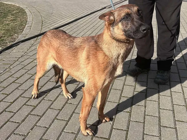 Znaleziono psa, Tatary, 19 lutego 2025 (3/3)