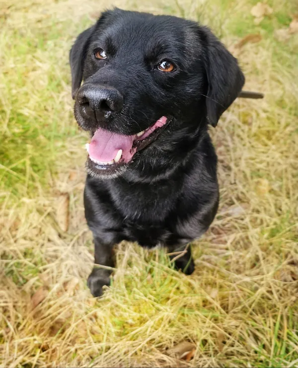 Pies do adopcji, Sosnowice, 17 lutego 2025 (1/5)