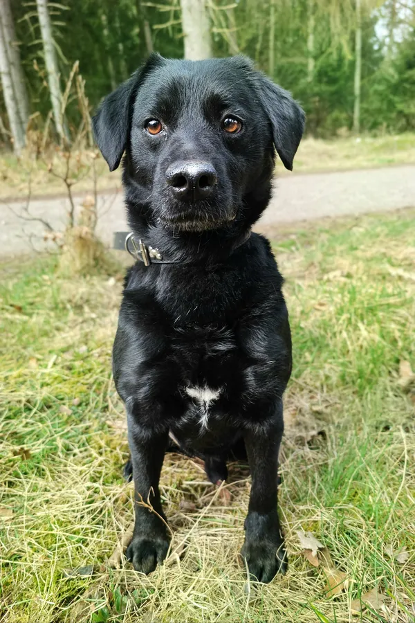 Pies do adopcji, Sosnowice, 17 lutego 2025 (2/5)