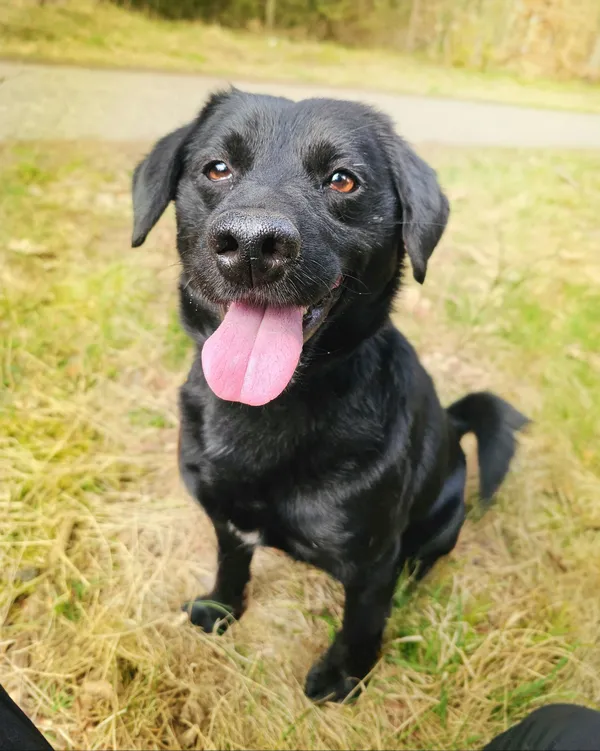 Pies do adopcji, Sosnowice, 17 lutego 2025 (3/5)