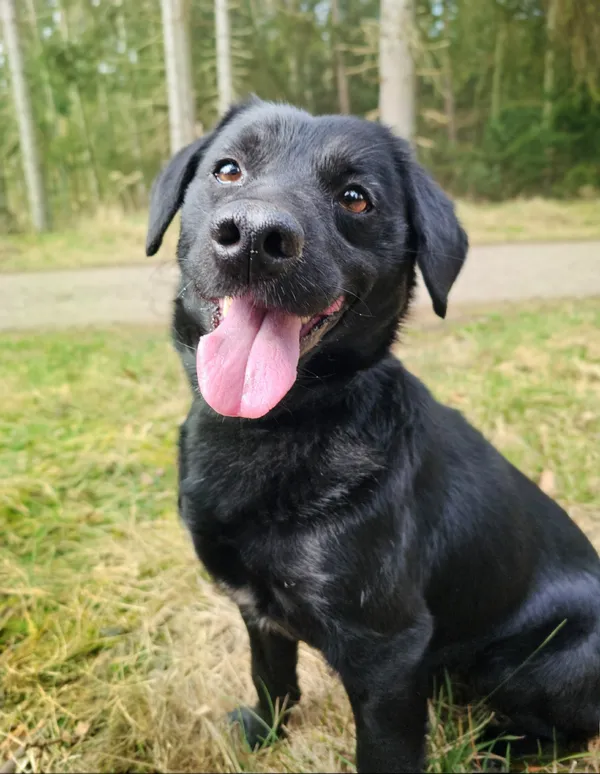 Pies do adopcji, Sosnowice, 17 lutego 2025 (4/5)