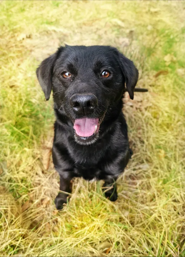 Pies do adopcji, Sosnowice, 17 lutego 2025 (5/5)