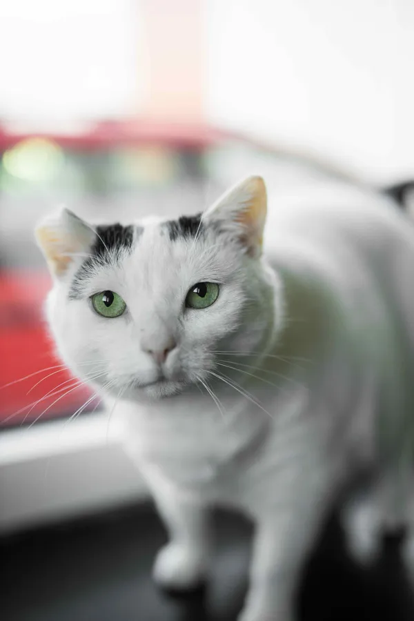 Znaleziono kota, Sosnowiec, 12 marca 2025 (1/5)