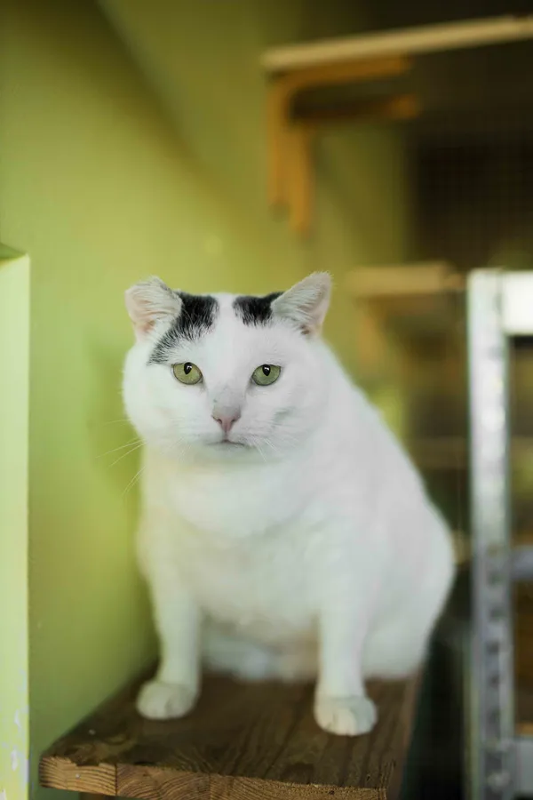 Znaleziono kota, Sosnowiec, 12 marca 2025 (3/5)