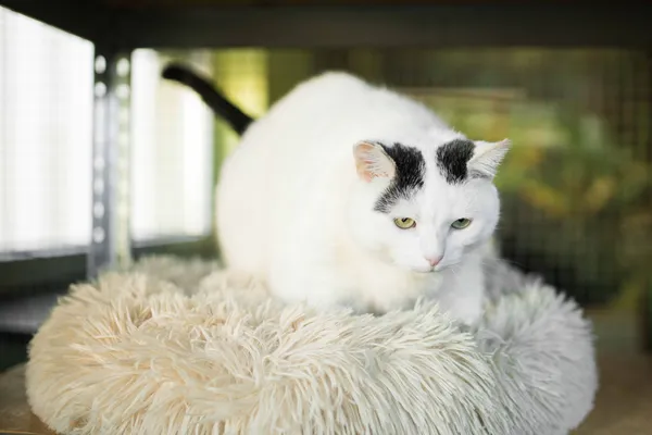 Znaleziono kota, Sosnowiec, 12 marca 2025 (4/5)