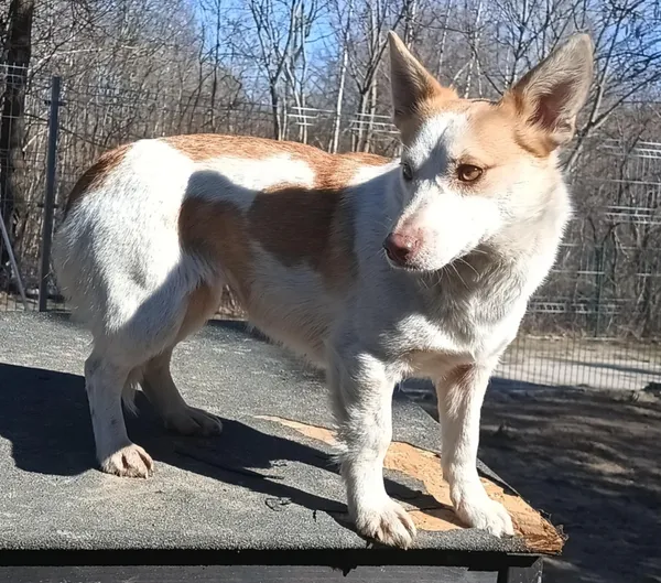 Znaleziono psa, Pieckowo, 17 marca 2025 (1/2)