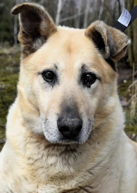 Znaleziono psa, Pieckowo, 17 marca 2025 (3/5)