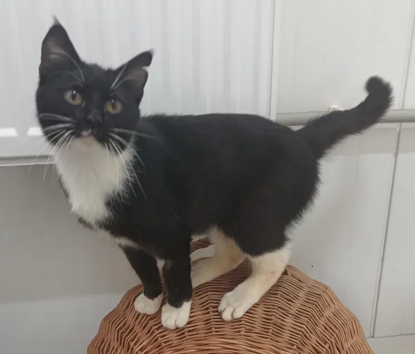 Znaleziono kota, Pieckowo, 17 marca 2025 (1/2)