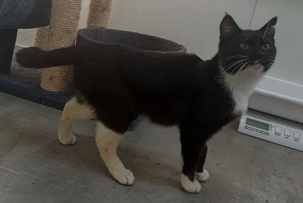 Znaleziono kota, Pieckowo, 17 marca 2025 (2/2)