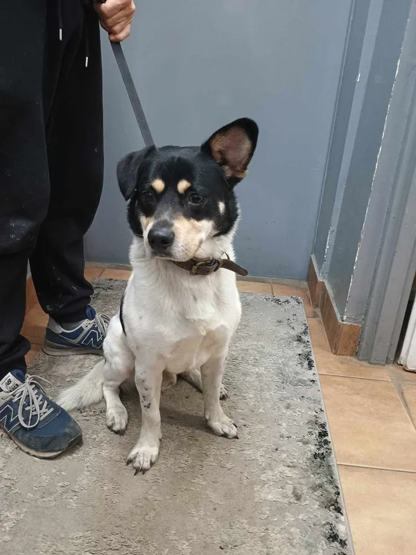 Znaleziono psa, Sosnowiec, 16 marca 2025