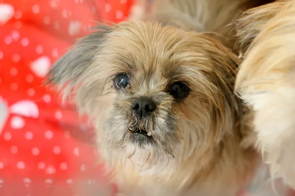 Znaleziono psa, Wałbrzych, 10 marca 2025