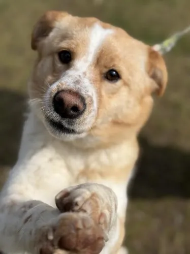 Pies do adopcji, Kraków, 3 marca 2025 (2/5)