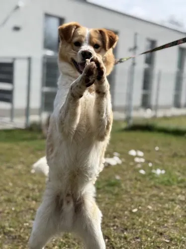 Pies do adopcji, Kraków, 3 marca 2025 (4/5)