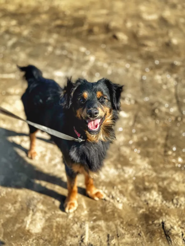 Pies do adopcji, Dłużyna Górna, 17 marca 2025 (5/5)