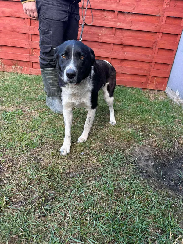 Znaleziono psa, Czartki, 17 marca 2025