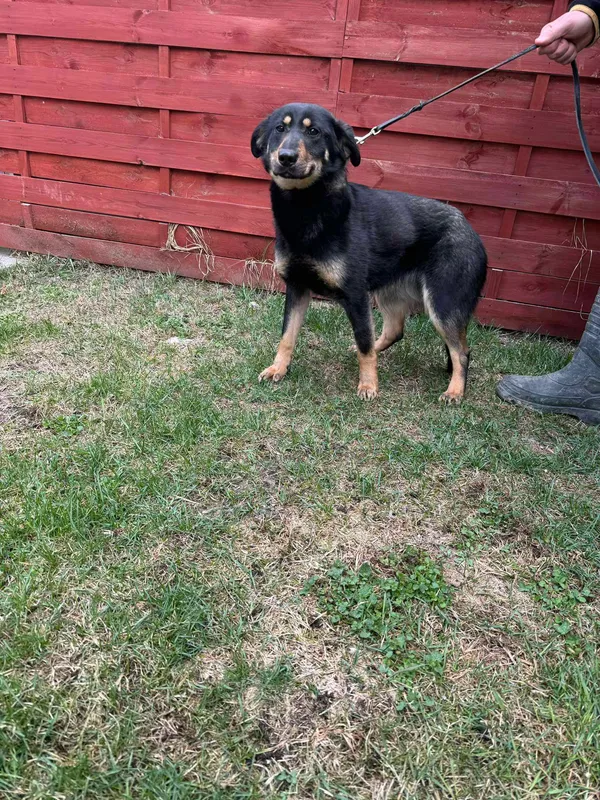 Znaleziono psa, Czartki, 17 marca 2025