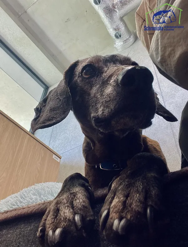 Znaleziono psa, Szczecin, 18 marca 2025 (2/3)