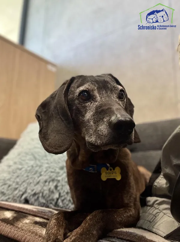 Znaleziono psa, Szczecin, 18 marca 2025 (3/3)