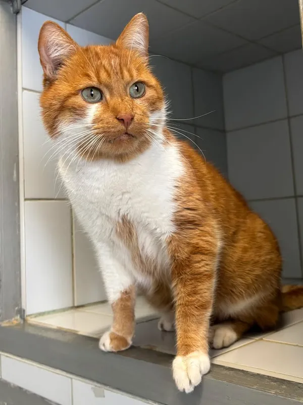 Znaleziono kota, Lublin, 15 marca 2025