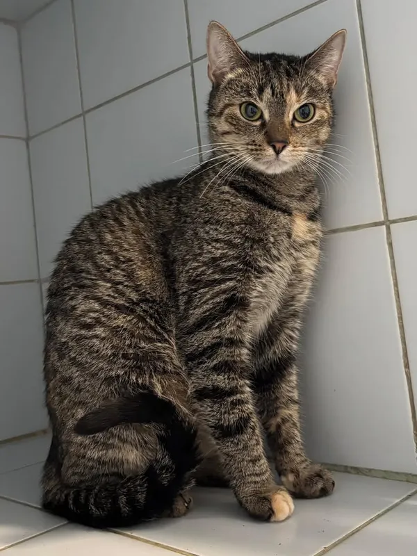 Znaleziono kota, Lublin, 16 marca 2025