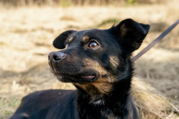 Pies do adopcji, Nowodwór, 17 marca 2025 (1/5)